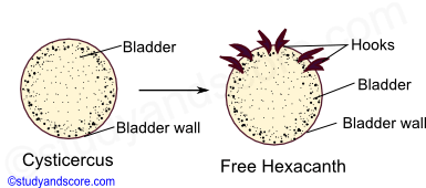 taenia solium life cycle in pig, cysticercus larva, free hexacanth larva, bladder, hooks